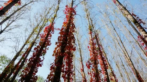 Virginia creeper climbing on a tree Vídeo Stock 347446552