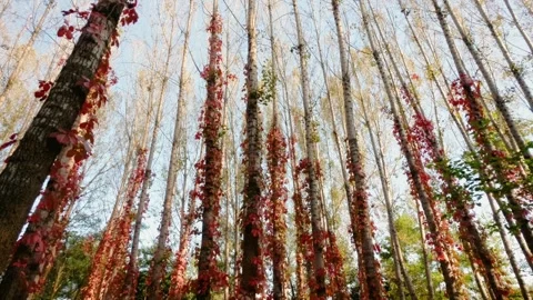 Virginia creeper climbing on a tree Video stock 347446553