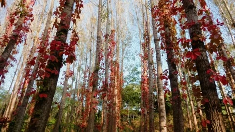 Virginia creeper climbing on a tree Stock Footage 347446633