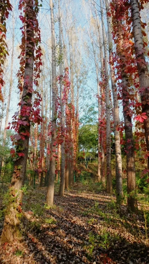 Virginia creeper climbing on a tree Stock Footage 347446880