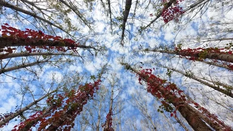Virginia creeper climbing on a tree Video stock 347446983