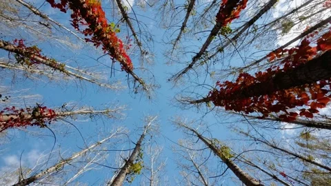 Virginia creeper climbing on a tree Stock Footage 347448165