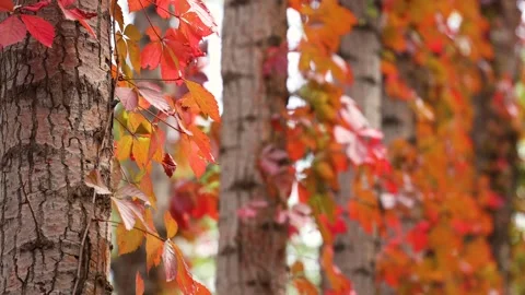 Virginia creeper climbing on a tree Видео 347448485