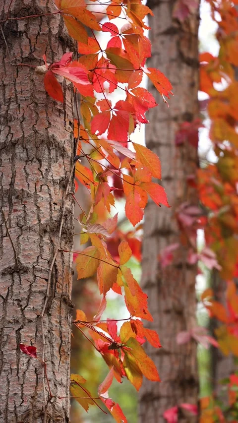 Virginia creeper climbing on a tree Stock-Footage 347448546