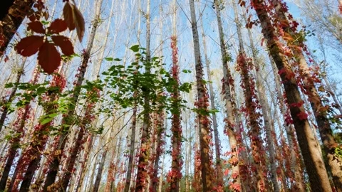 Virginia creeper climbing on a tree Stock Footage 347448816