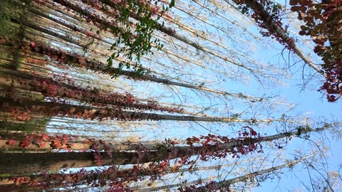 Virginia creeper climbing on a tree Stock-Footage 347448876