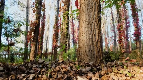 Virginia creeper climbing on a tree Video stock 347449127