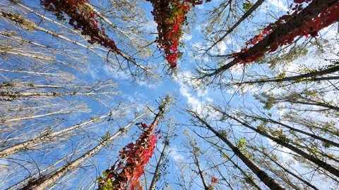 Virginia creeper climbing on a tree Video stock 347449156