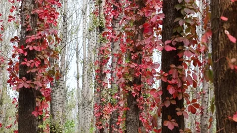 Virginia creeper climbing on a tree Видео 347449184