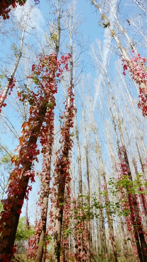 Virginia creeper climbing on a tree Stock Footage 347449322