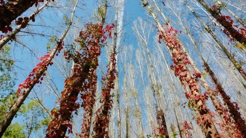 Virginia creeper climbing on a tree Vídeo Stock 347449644