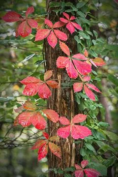 A Virginia creeper in early fall when the leaves are just changing color. Stock-Fotos