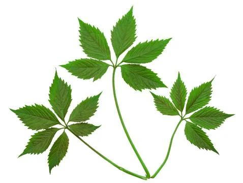 Virginia creeper leaf Stock Photos