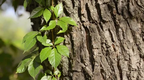 Virginia Creeper Leaves Stock Footage 55186000