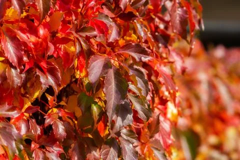 Virginia creeper leaves. Foto stock