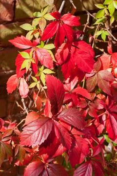 Virginia Creeper Stock Photos