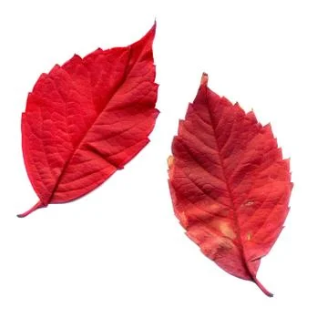 Virginia Creeper Foto stock