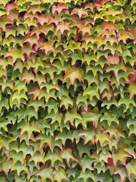Virginia creeper Stock-Fotos