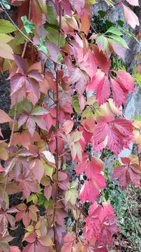 virginia creeper Stock Photos