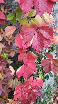  virginia creeper Stock Photos