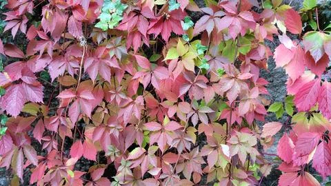  virginia creeper Stock Photos