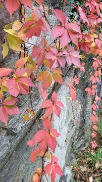  virginia creeper Stock Photos