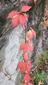  virginia creeper Stock Photos