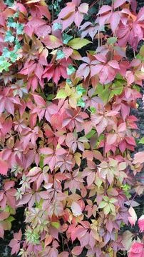  virginia creeper Stock Photos