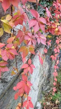  virginia creeper Stock Photos