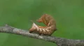 Virginia Creeper Sphinx (Darapsa myron) - Caterpillar 2 HD Footage