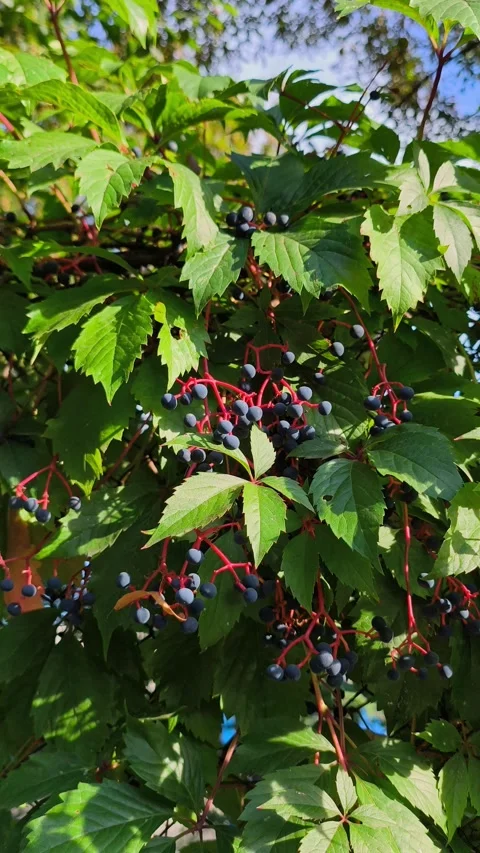 Virginia Creeper Vine with Dark Blue Berries and Red Stems Stock Footage 344945932
