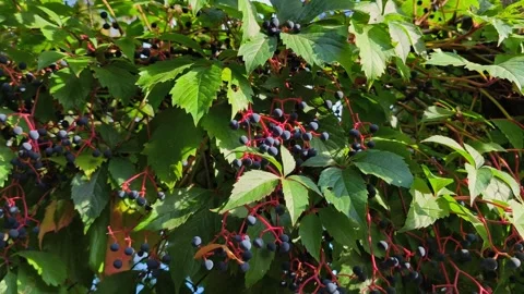 Virginia Creeper Vine with Dark Blue Berries and Red Stems Stock Footage 344945970