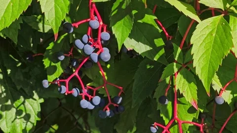 Virginia Creeper Vine with Dark Blue Berries and Red Stems Stock Footage 345207593