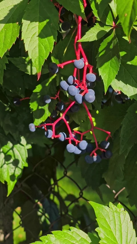 Virginia Creeper Vine with Dark Blue Berries and Red Stems Stock Footage 345207628