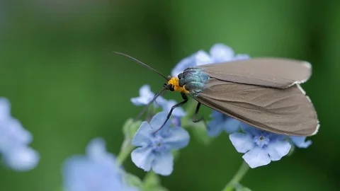 Virginia ctenucha moth getting nectar from for-get-me-not flowers. Stock-Footage 73789403