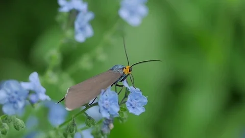 Virginia ctenucha moth getting nectar from for-get-me-not flowers. Video stock 73789484
