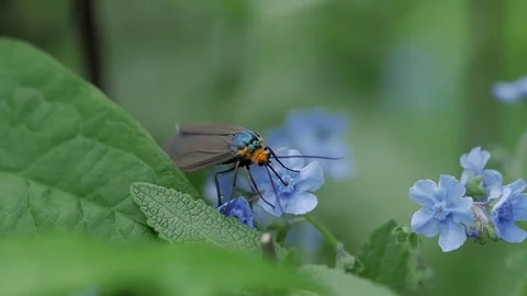 Virginia ctenucha moth getting nectar from for-get-me-not flowers. Stock-Footage 73790376