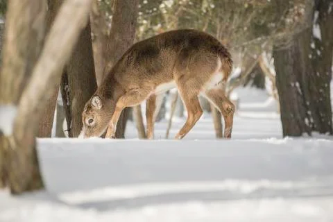 Virginia Deer Stock Photos