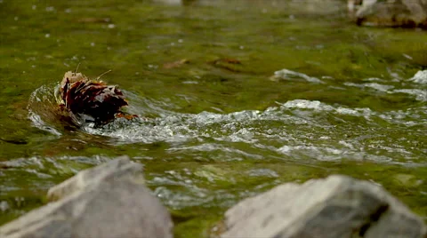 Virginia Mountain Stream Slo-Mo Stock Footage 49313389