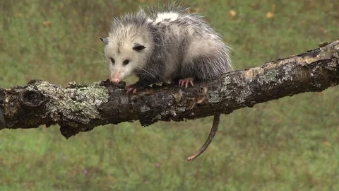 Virginia Opossum (Didephis virginiana), E USA Stock Footage 80600112