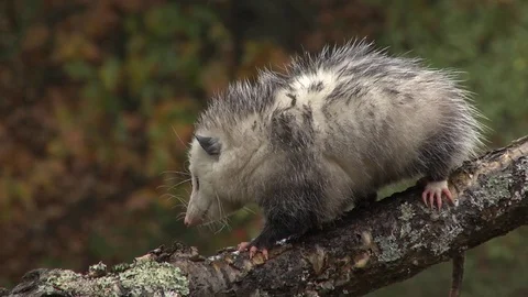 Virginia Opossum (Didephis virginiana), E USA Vídeo Stock 80600348