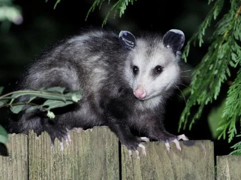 Virginia Opossum at Night Stock Photos