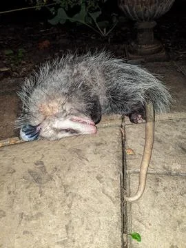 Virginia Opossum Playing Dead While Lying on Stone Patio Tiles at Night 스톡 사진