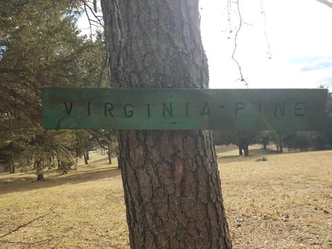 Virginia pine sign on tree trunk in lawn or yard Stock Photos