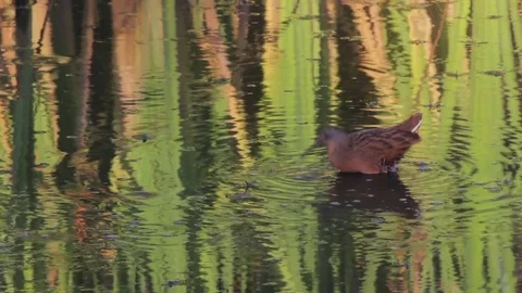 Virginia Rail Stock Footage 70031441
