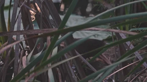 Virginia Rail Moving Through Dense Vegetation Stock Footage 344047618