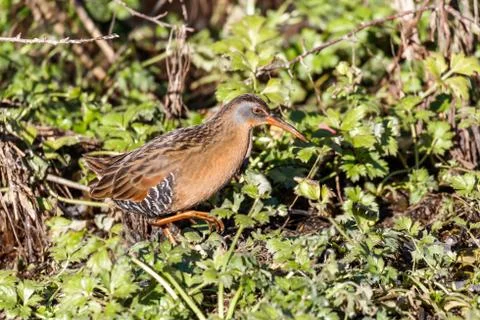 The Virginia Rail Stock Photos