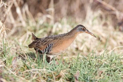 The Virginia Rail Stock Photos