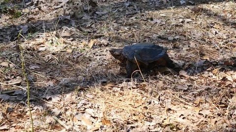Virginia snapping turtle walking on leaves Stock Footage 80330712