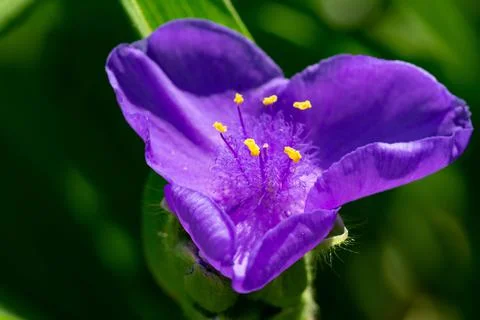 Virginia Spiderwort Stock Photos
